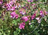 Lespedeza bicolor. Верхушки побегов с соцветиями. Приморский край, окр. пос. Михайловка, разнотравный луг. 29.08.2019.