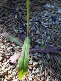 Crepis tectorum