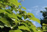 Actinidia kolomikta