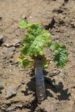 Crambe koktebelica