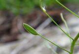 Draba nemorosa