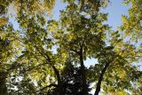Juglans mandshurica. Крона дерева с листьями в осенней окраске. Новосибирск, в культуре. 21.09.2010.