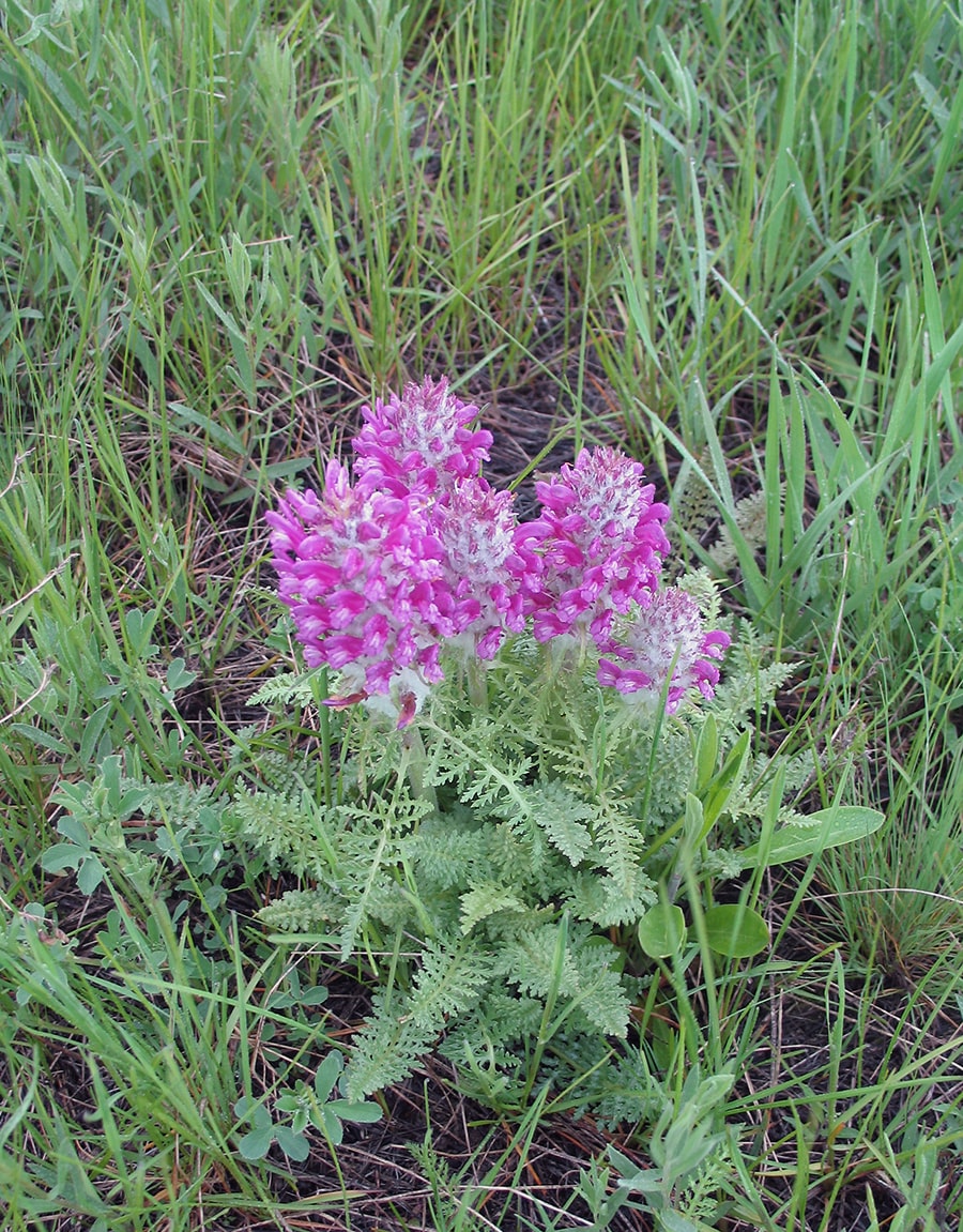 Изображение особи Pedicularis uliginosa.