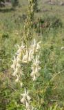 Aconitum barbatum