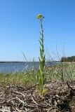 Isatis tinctoria. Цветущее растение. Ленинградская обл., Выборгский р-н, вост. берег Ермиловского залива, песчаный пляж на опушке сосняка, псаммофильное сообщество с доминированием злаков. 11.06.2023.