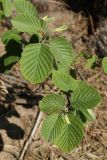 Alnus incana. Верхушки побегов с молодыми листьями. Ленинградская обл., Выборгский р-н, вост. берег Ермиловского залива, подошва склона коренного берега у пляжа, опушка соснового леса. 11.06.2023.