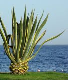 Agave americana разновидность marginata