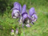 Aconitum volubile