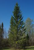 Picea obovata. Взрослое дерево. Челябинская область, Ашинский район. 17.05.2011.