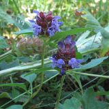 Prunella vulgaris. Верхушки цветущих растений. Карачаево-Черкесия, Зеленчукский р-н, долина р. Аксаут, окр. аула Красный Карачай. 11.08.2011.