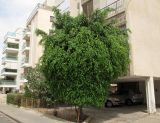 Ficus benjamina. Плодоносящее дерево. Израиль, Шарон, г. Герцлия, в культуре. 27.05.2012.