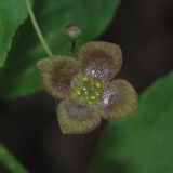 Euonymus verrucosus