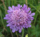 Knautia arvensis. Соцветие. Курская обл., Поныровский р-н, с. Брусовое. 13 июня 2007 г.