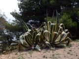 Agave americana разновидность marginata. Вегетирующие растения. Испания, автономное сообщество Каталония, провинция Барселона, Комарка Барселонес, г. Барселона, гора Монжуик. 8 июля 2012 г.