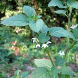 Solanum pseudocapsicum. Верхняя часть растения с соцветием. Хорватия, Приморье – Горски Котар, у дороги к городку Мощенице. 07.09.2012.