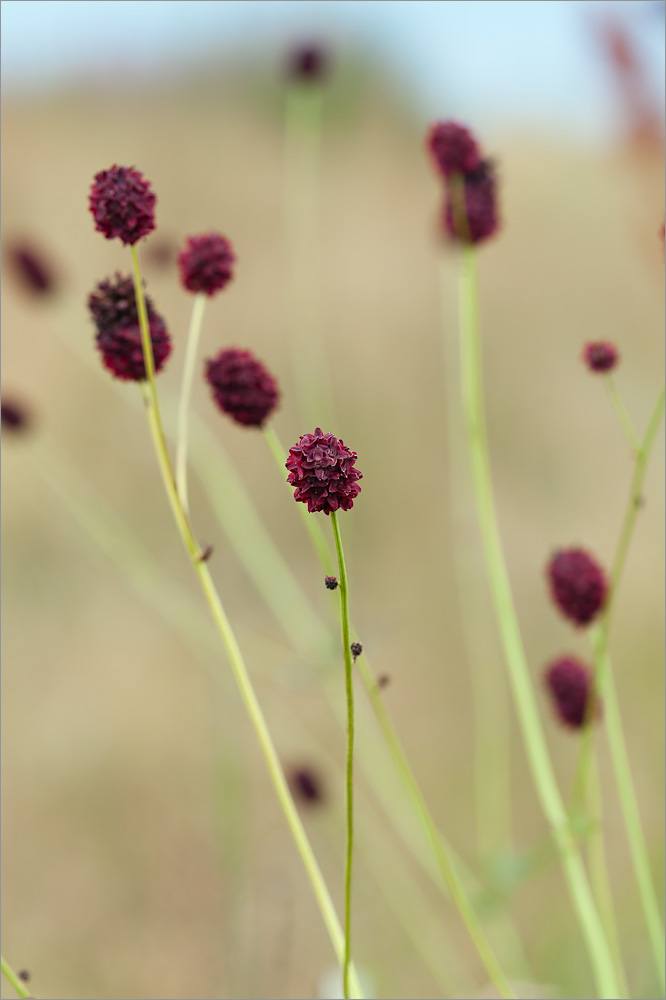 Изображение особи Sanguisorba officinalis.