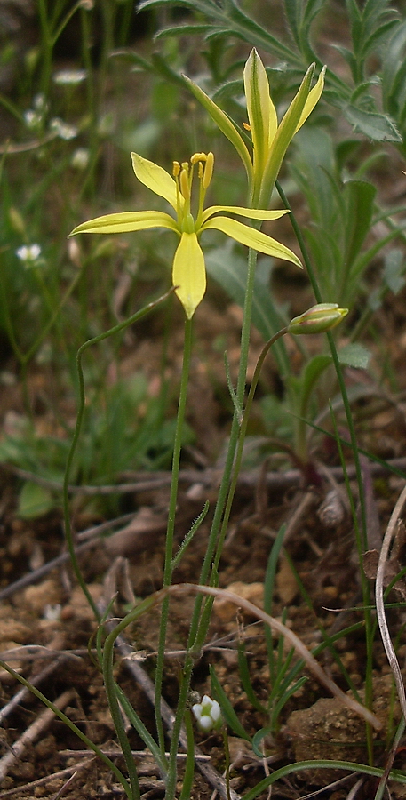 Изображение особи Gagea bulbifera.