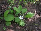 Primula vulgaris