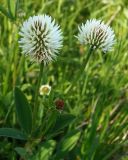 Trifolium montanum