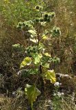 Arctium lappa