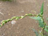 Persicaria mitis