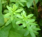 Galium mollugo. Верхушки побегов. Ставропольский край, Будённовский р-н, с. Покойное. 23.08.2009.