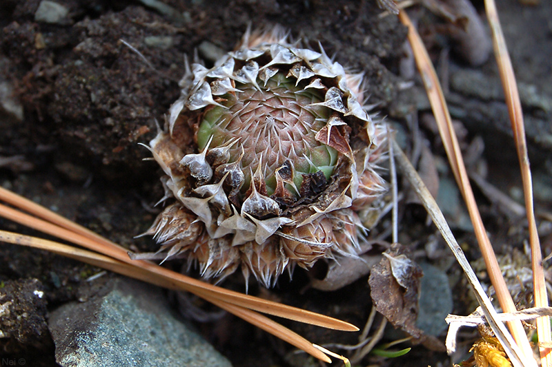 Изображение особи Orostachys spinosa.