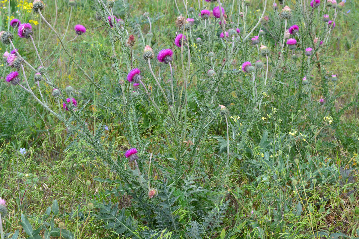 Изображение особи Carduus uncinatus ssp. davisii.