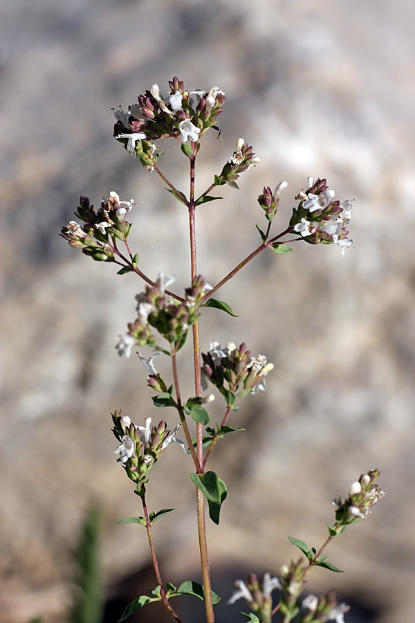 Изображение особи Origanum tyttanthum.