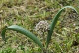 Allium elburzense
