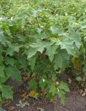 Datura stramonium разновидность inermis. Цветущие и плодоносящие растения.Украина, Киевская обл., Васильковский р-н, село Ксаверовка Вторая, демонстрационное поле Выставочно-инновационного центра. 06.07.2016.