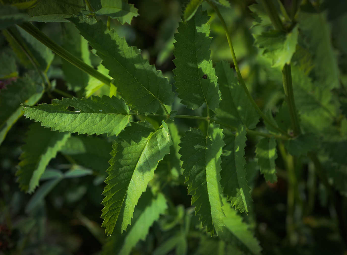 Изображение особи Sanguisorba officinalis.