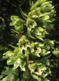 Epipactis krymmontana. Часть соцветия. Крым, Карадагский заповедник, Карадагская балка, дубовый шибляк. 22 июня 2017 г.