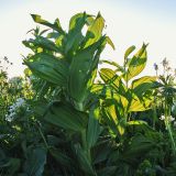 Veratrum lobelianum