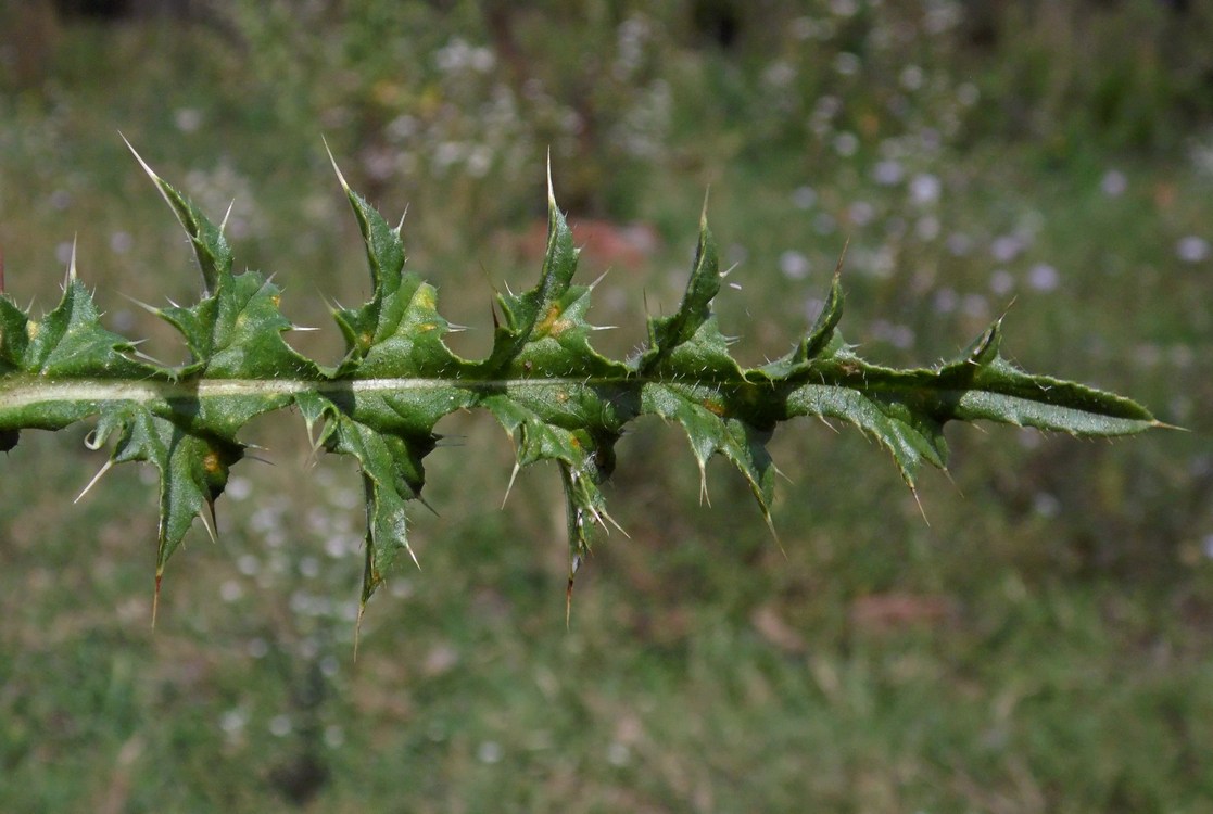 Изображение особи Carduus acanthoides.