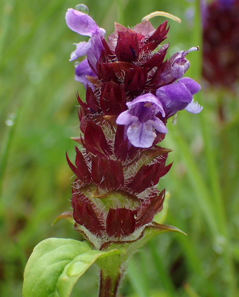 Изображение особи Prunella vulgaris.