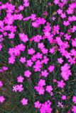 Dianthus acantholimonoides