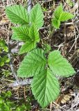 Rubus saxatilis