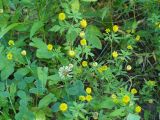 Trifolium aureum