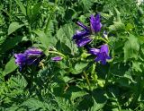 Campanula latifolia. Верхушки цветущих растений. Адыгея, плато Лагонаки, ≈ 1900 м н.у.м., субальпийский луг. 04.07.2017.