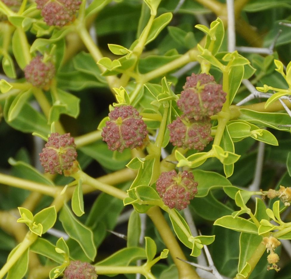 Изображение особи Euphorbia acanthothamnos.