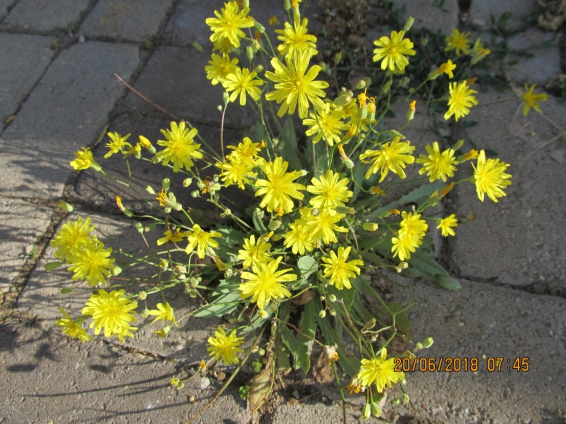 Изображение особи Crepis pulchra.