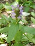 Prunella vulgaris. Верхушка цветущего растения. Краснодарский край, Абинский р-н, окр. станицы Эриванская, щель Жаданова, дубово-грабово-буковый лес. 08.07.2017.