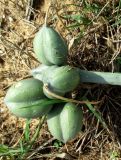 Pancratium maritimum