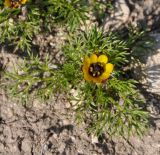 Adonis microcarpa