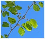 Hamamelis virginiana