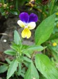 Viola tricolor. Цветок. Приморский край, Владивостокский ГО, Ботанический сад. 24.08.2019.