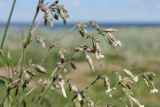 Silene nutans