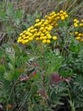 Tanacetum vulgare