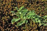 Ornithopus perpusillus. Цветущее растение на покрове из Polytrichum. Нидерланды, провинция Дренте, окр. деревни Вестерборк, Oosterveld, низкотравный луг. 21 мая 2011 г.